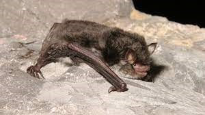 An image of a bat as part of our "Do you have Bats in your roof?" page and what can be done about them.