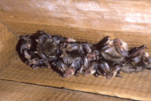 An image of a bat Roost as part of our "Do you have Bats in your roof?" page and what can be done about them.