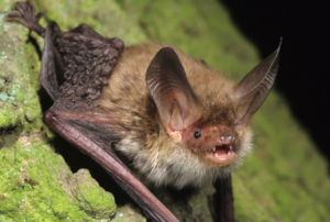 An image of a Bechstein's Bat for the blog "Understanding Bats and the Regulations that Surround them" Blog