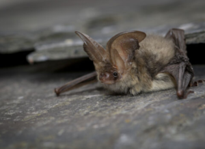 An image of a Long-Eared Bat for the blog "Understanding Bats and the Regulations that Surround them" Blog
