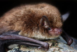 An image of a Daubentons Bat for the blog "Understanding Bats and the Regulations that Surround them" Blog