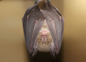 An image of a Greater Horseshoe Bat for the blog "Understanding Bats and the Regulations that Surround them" Blog