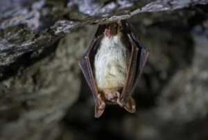 An image of a Greater Mouse Eared Bat for the blog "Understanding Bats and the Regulations that Surround them" Blog