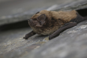 An image of a Leisler's Bat for the blog "Understanding Bats and the Regulations that Surround them" Blog