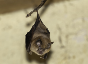 An image of a Lesser Horseshoe Bat for the blog "Understanding Bats and the Regulations that Surround them" Blog