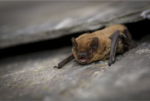 An image of a Pipistrelle Bat for the blog "Understanding Bats and the Regulations that Surround them" Blog