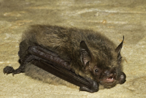 An image of a Whiskered and Brandt's Bat for the blog "Understanding Bats and the Regulations that Surround them" Blog